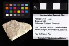 Foto (Objket + Etiketten) von Goniodromites sp. 